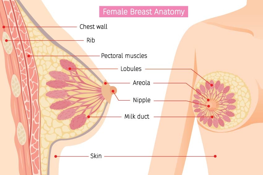 breast anatomy diagram